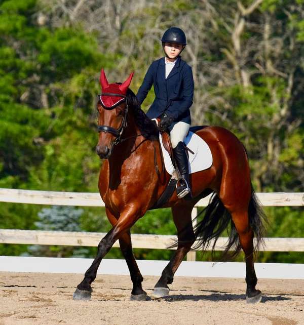 youth-friesian-horse