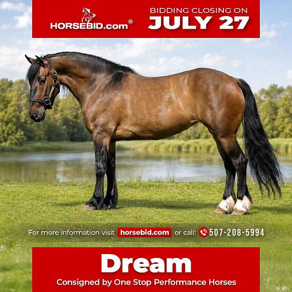 athletic-shire-pony