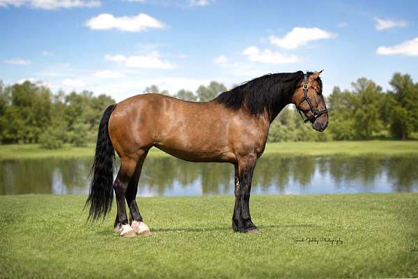 cross-shire-pony
