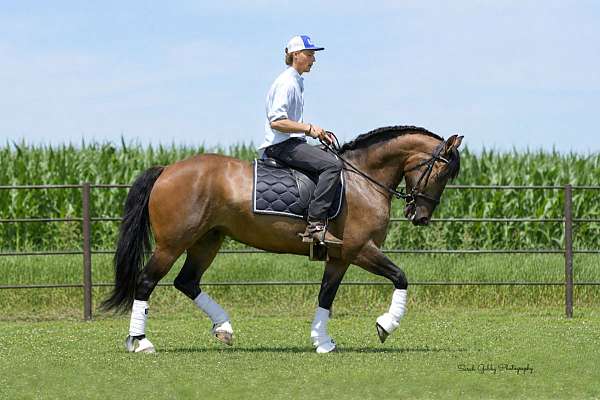 driving-shire-pony