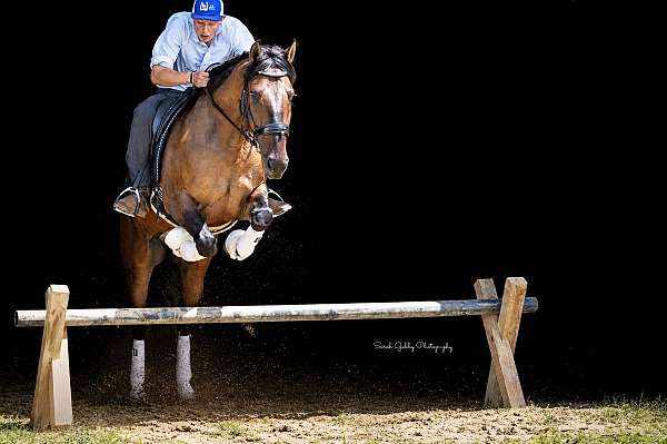 flashy-shire-pony