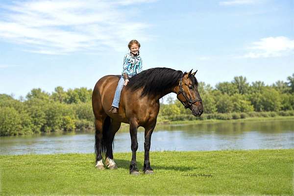 jumping-shire-pony