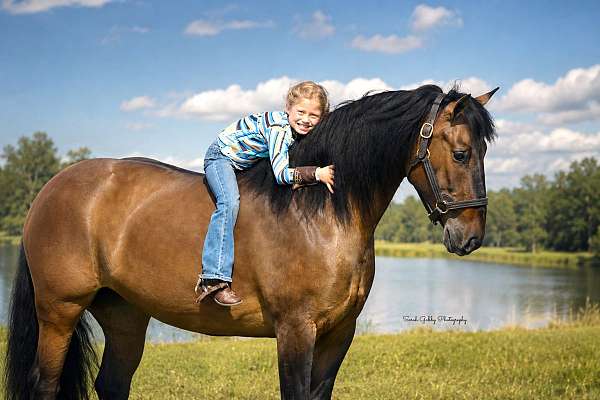 kid-safe-shire-pony