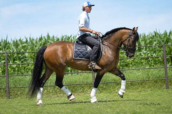 ridden-english-shire-pony