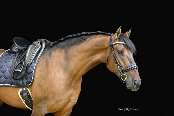 parade-shire-pony