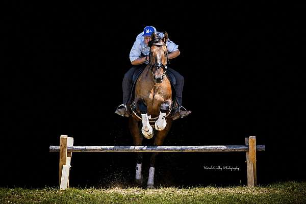 ridden-western-shire-pony