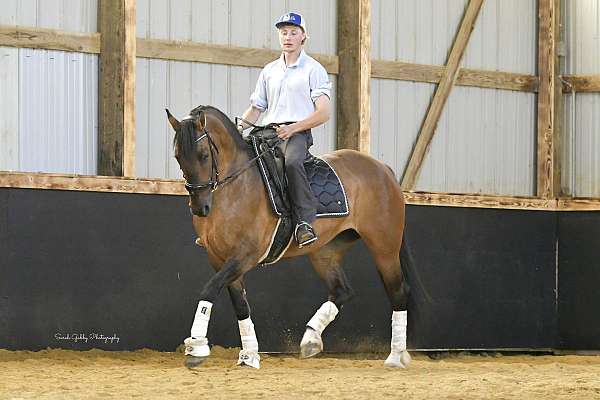 performance-shire-pony