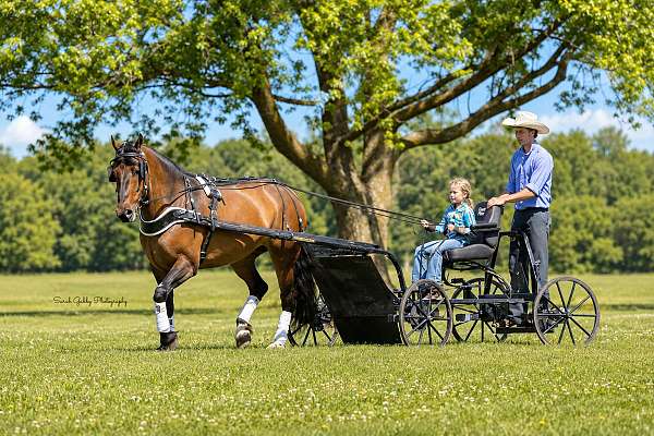 show-shire-pony