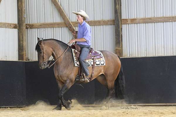 trail-shire-pony