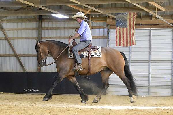 trail-riding-shire-pony