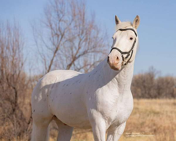 experienced-draft-harlequin-horse
