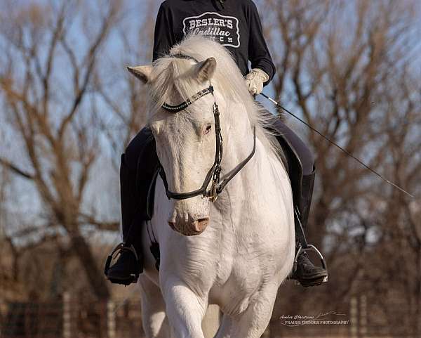 beginner-draft-harlequin-horse