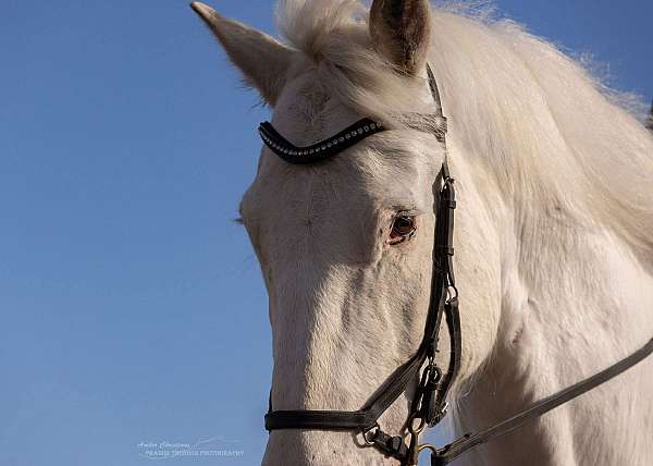 dressage-draft-harlequin-horse