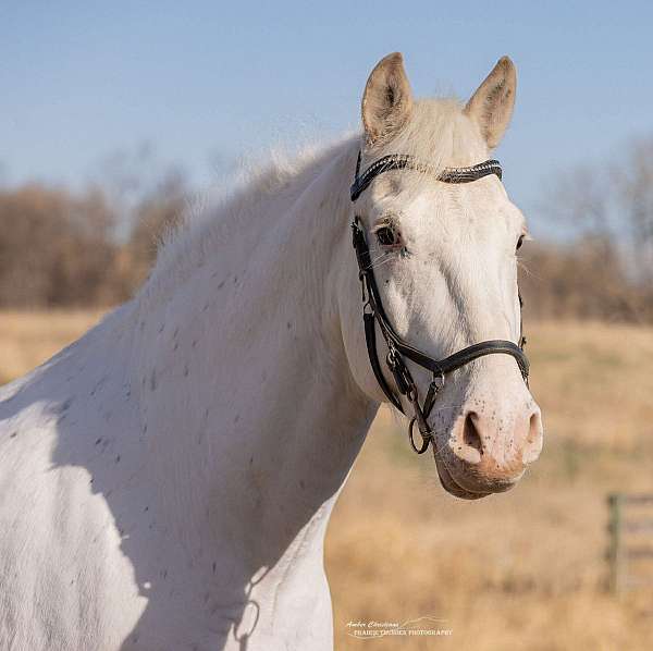 lesson-draft-harlequin-horse