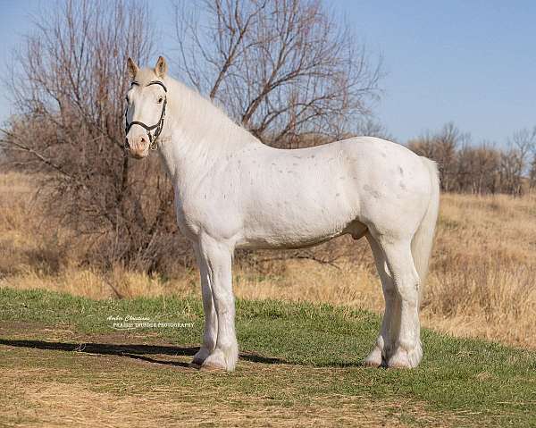draft-harlequin-gelding