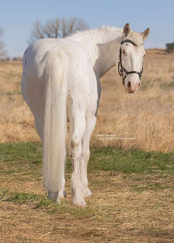 trail-draft-harlequin-horse