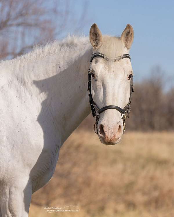 western-dressage-draft-harlequin-horse