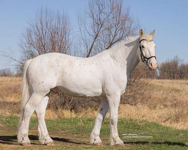 draft-harlequin-horse-for-sale