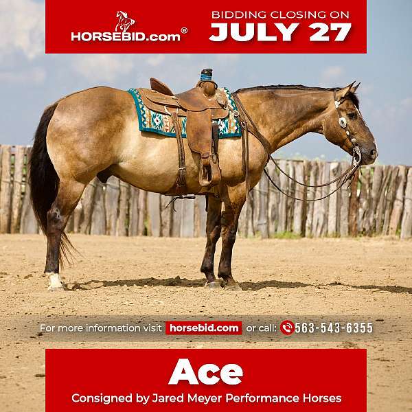 all-around-quarter-horse
