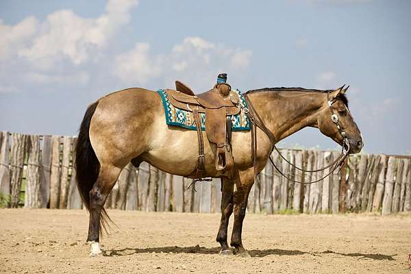 athletic-quarter-horse