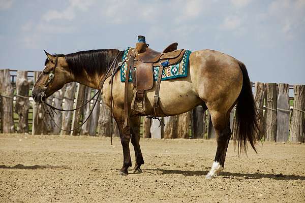 flashy-quarter-horse