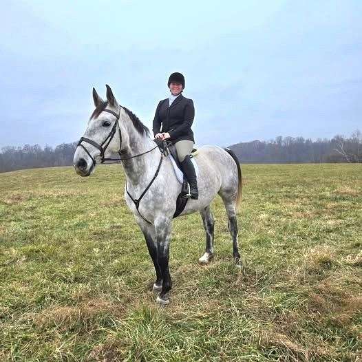 grey-dappled-horse