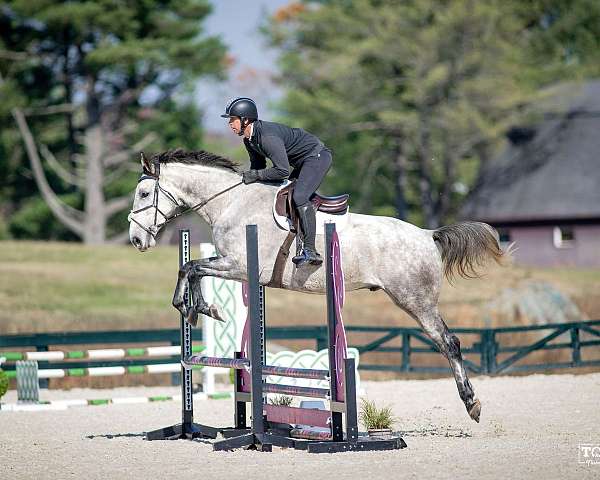 athletic-holsteiner-horse