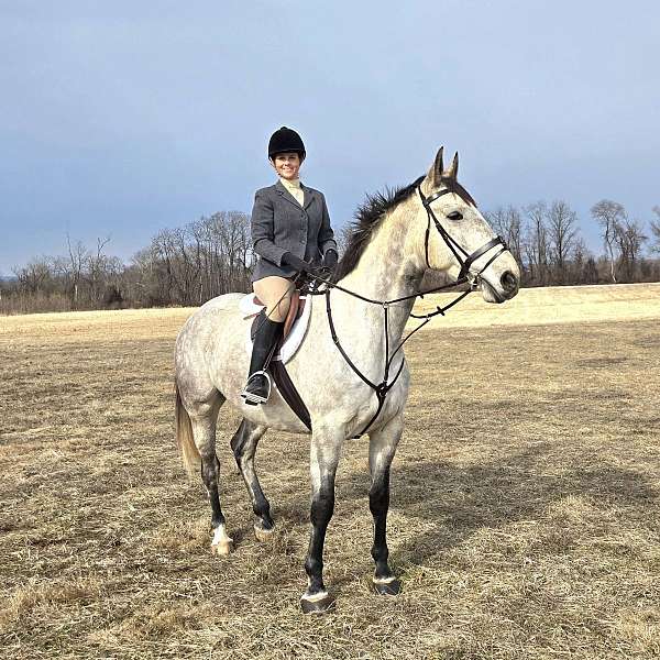 dappled-holsteiner-horse
