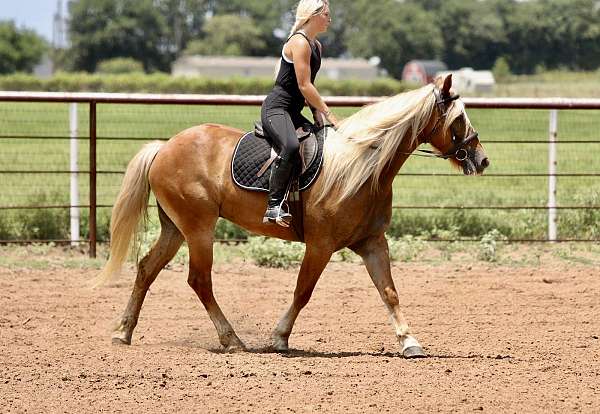 athletic-draft-horse