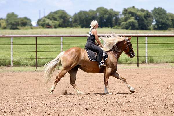 cross-draft-horse