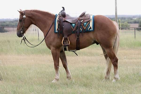 draft-horse