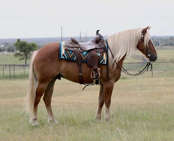flashy-draft-horse