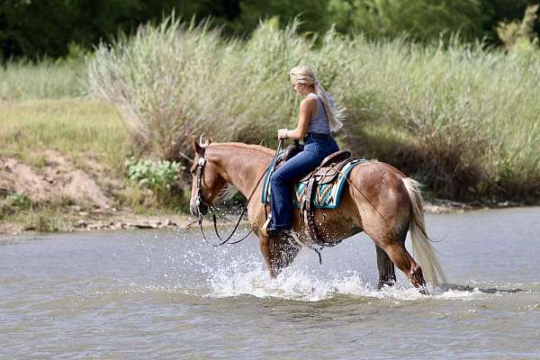 hunter-jumper-draft-horse