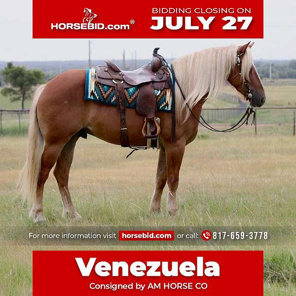 all-around-draft-horse