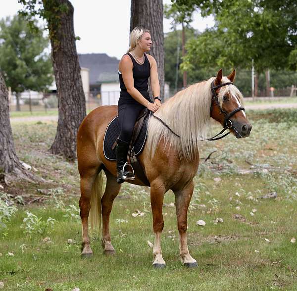 ridden-western-draft-horse