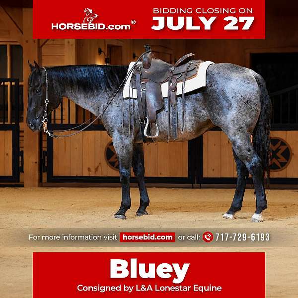 all-around-quarter-horse