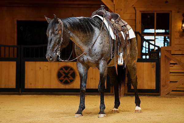 athletic-quarter-horse