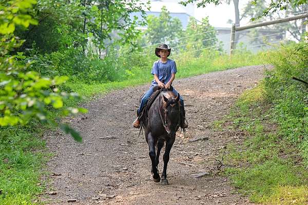beginner-quarter-horse