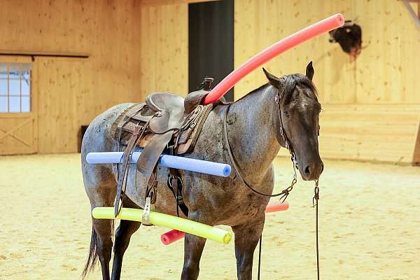 flashy-quarter-horse