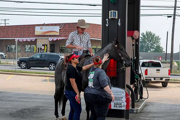husband-safe-quarter-horse