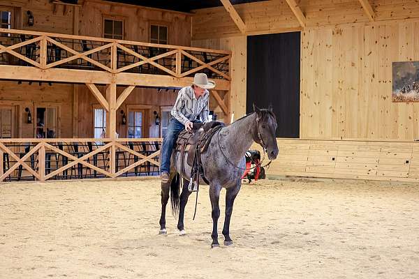 kid-safe-quarter-horse