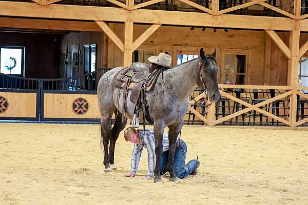 ranch-work-quarter-horse