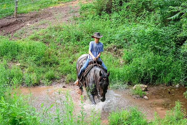 ranch-quarter-horse
