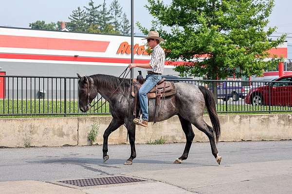 roping-quarter-horse