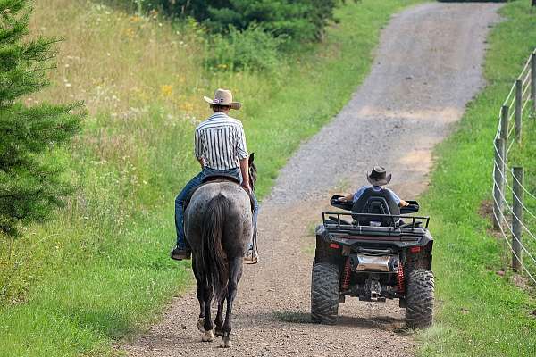 show-quarter-horse