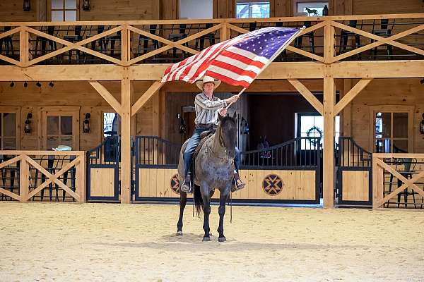 trail-quarter-horse