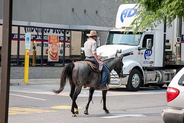 western-riding-quarter-horse