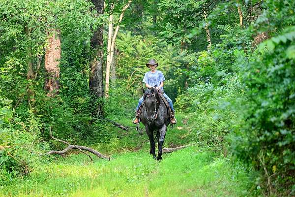 working-cattle-quarter-horse
