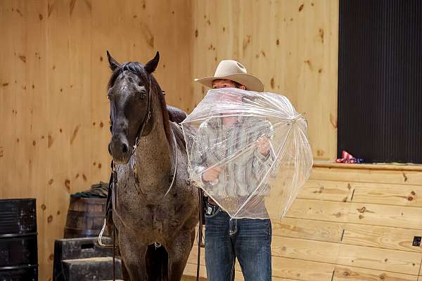 youth-quarter-horse