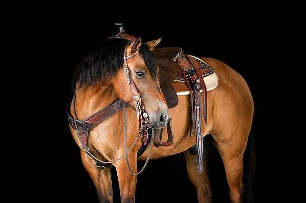 athletic-quarter-horse
